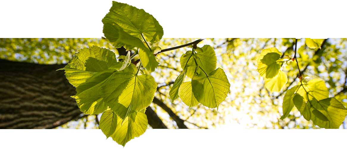 Frondaison d'une forêt lumineuse vue en contre-plongée avec feuillages en gros plan. Symbole d'AMJ GROUPE