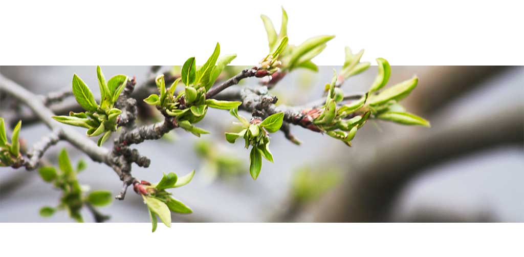 Bourgeons d'arbre fruitier au printemps. Symbole de la démarche UX/UI design d'AMJ GROUPE