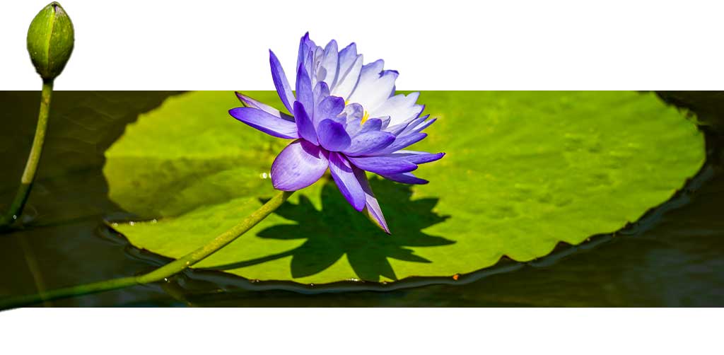 Fleur de Lotus en gros plan. Représnte l'éco-conception selon AMJ GROUPE.
