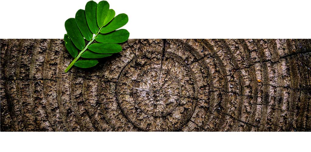 Coupe d'un tronc d'arbre montrant les cercles concentriques des années avec une jeune feuille posée dessus. Symbolise AMJ GROUPE.